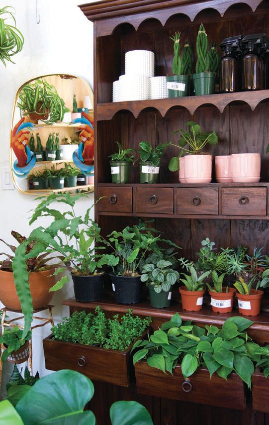Wet My Plant’s shelves are always stocked with ontrend greenery PHOTO COURTESY OF WET MY PLANT