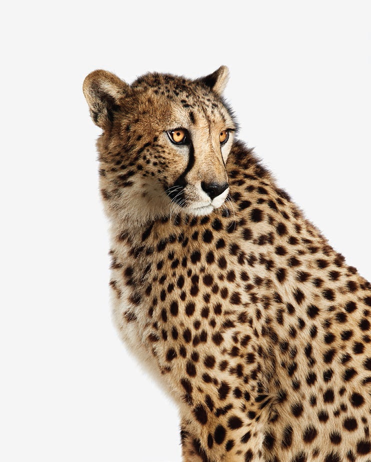 Randal Ford’s “Cheetah No. 1” PHOTO: COURTESY OF DIMMITT CONTEMPORARY ART