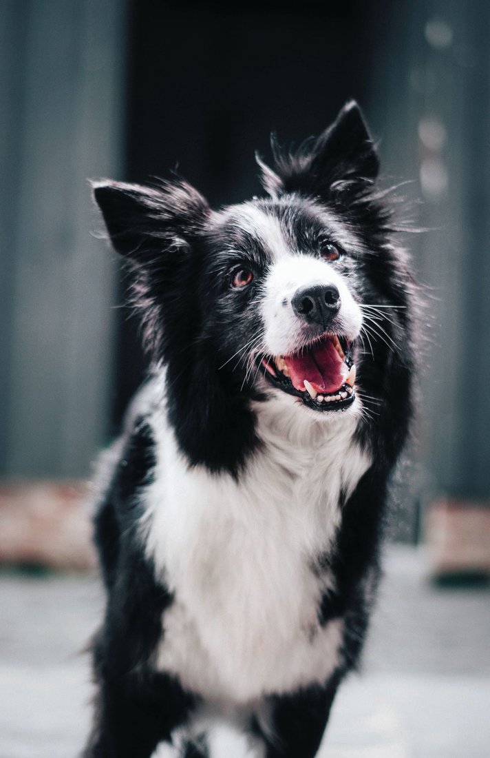 Pamper your pet at some of the city’s best grooming spas and bone boutiques. PHOTO BY BAPTIST STANDARD ERT/UNSPLASH